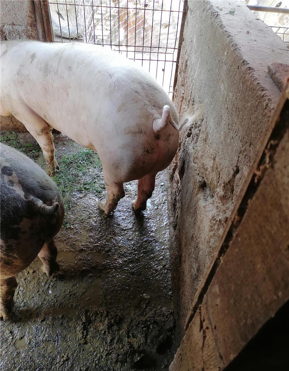 Porc de taiat