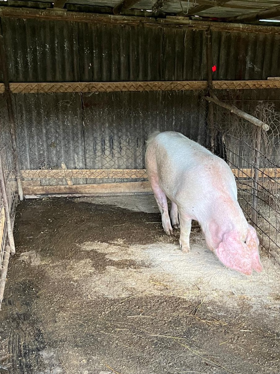 Porc de taiat rasa de carne