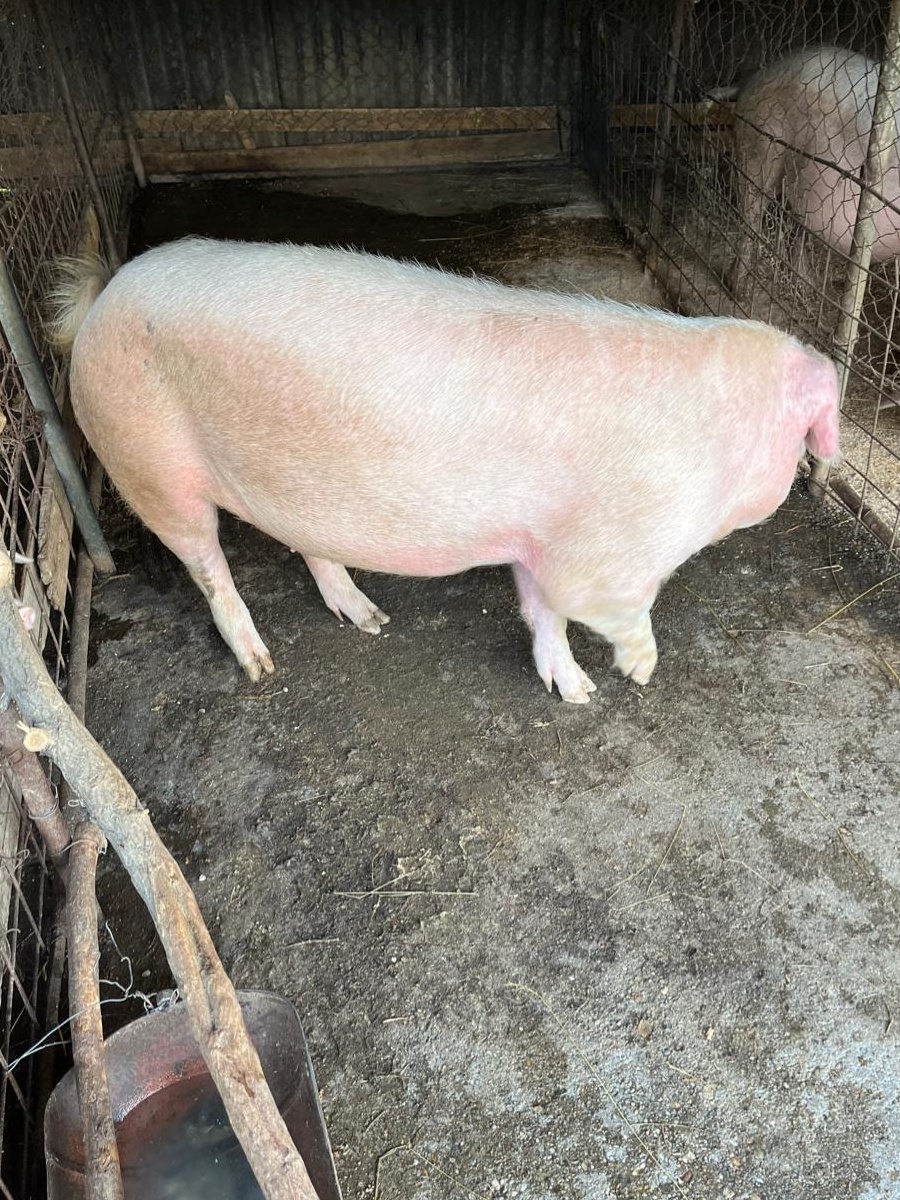 Porc de taiat rasa de carne