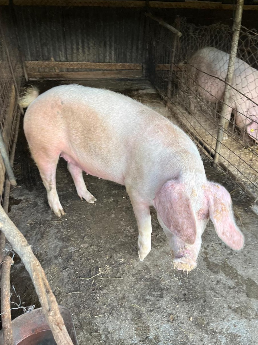 Porc de taiat rasa de carne