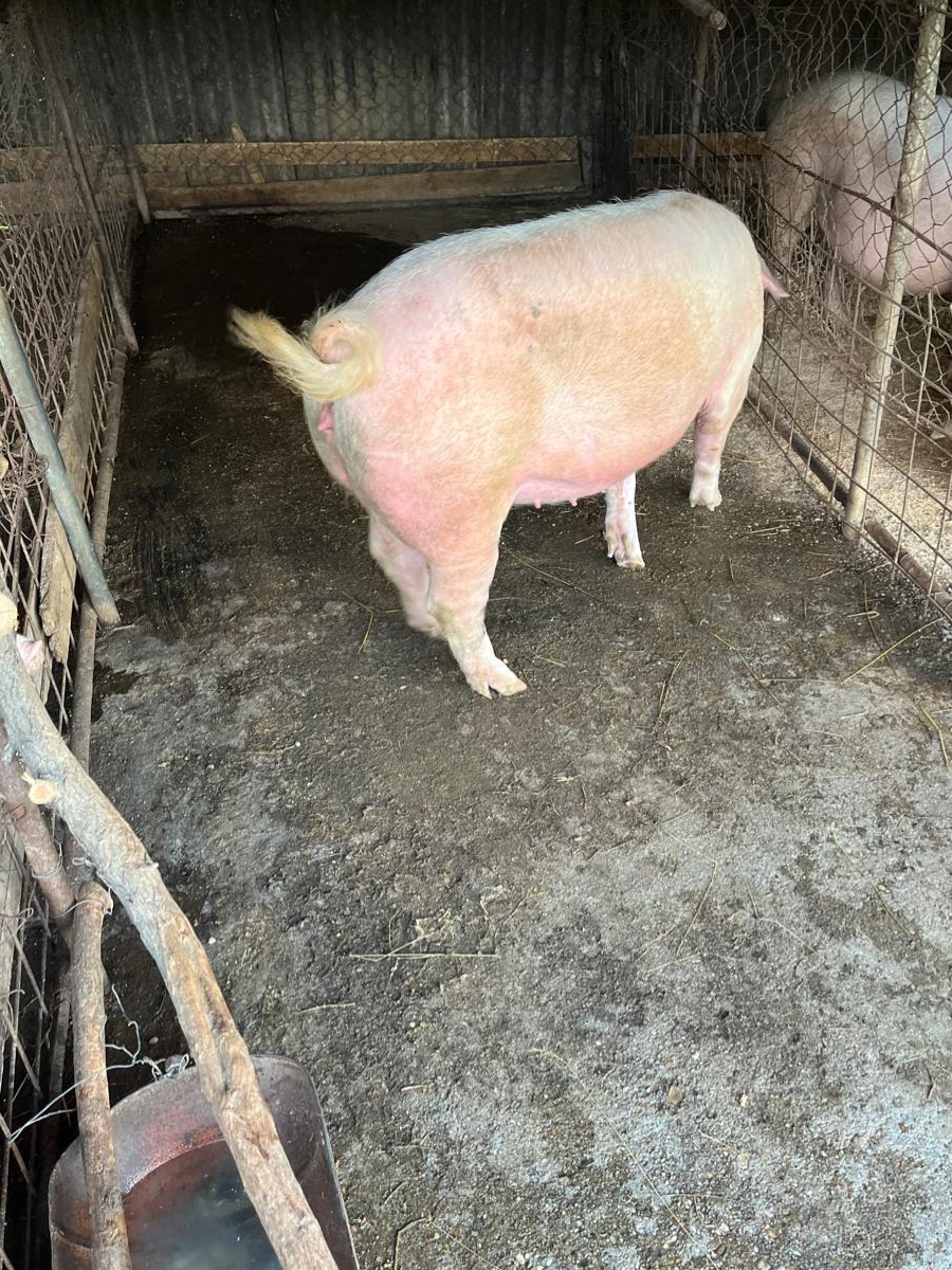 Porc de taiat rasa de carne