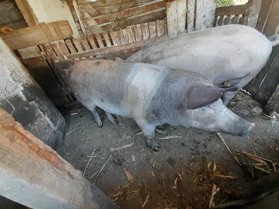 Porc de vânzare