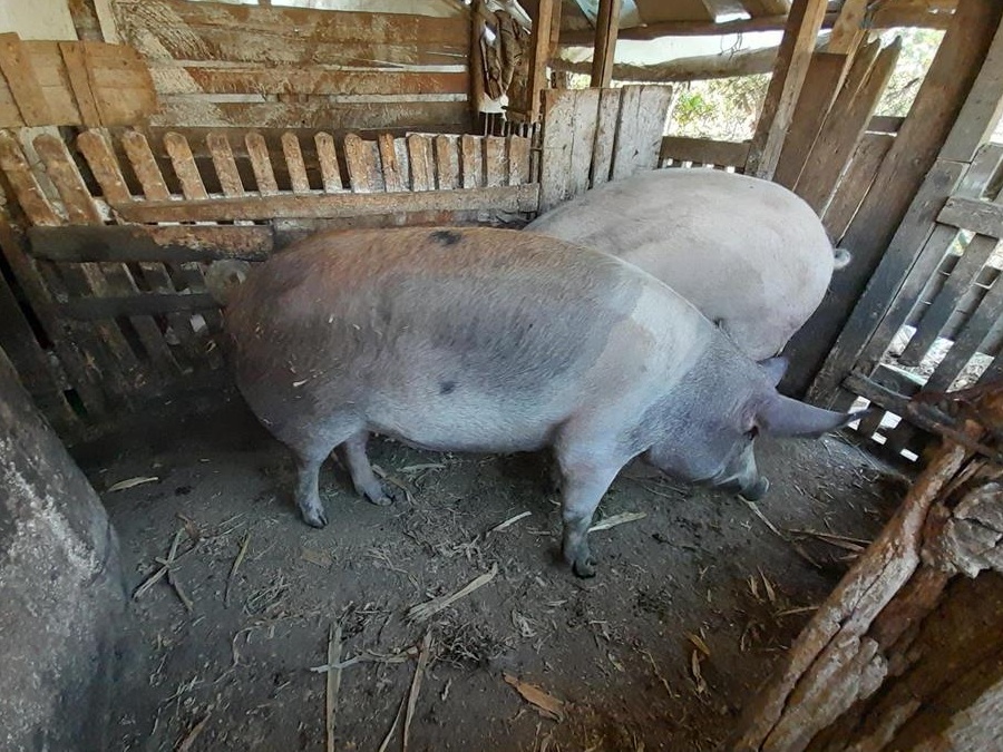 porc de vânzare