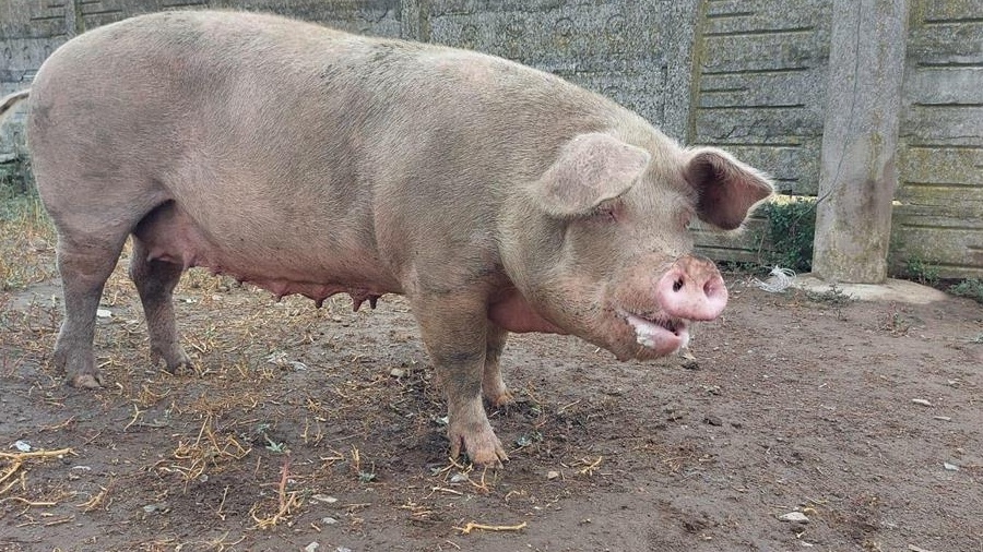 porc de vânzare