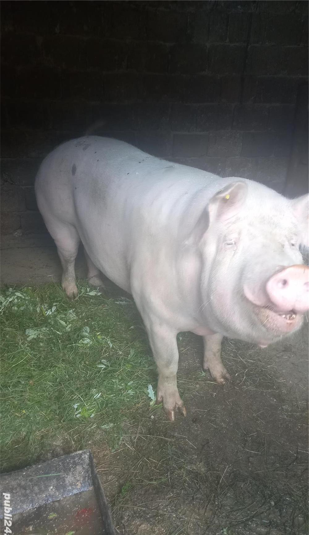 Porc de vanzare 300 kg