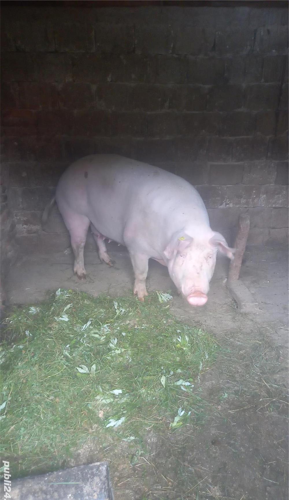 Porc de vanzare 300 kg