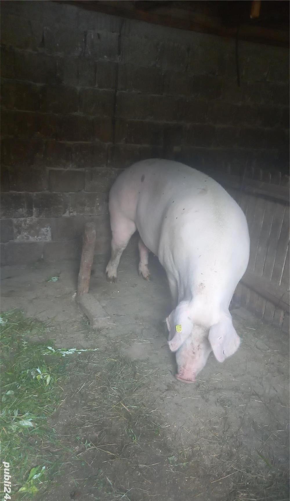 Porc de vanzare 300 kg