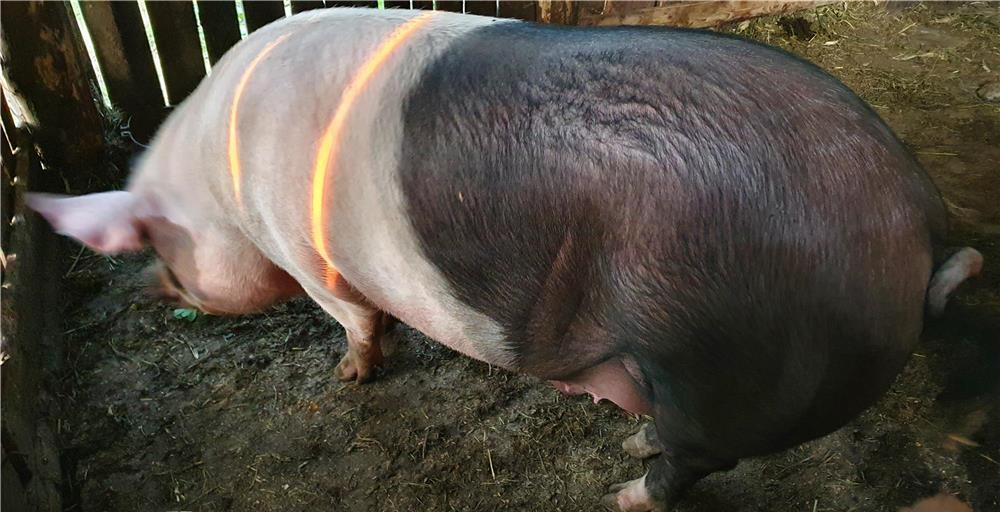 Porc de vanzare