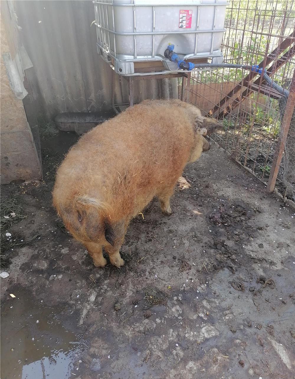 Porc mangalița