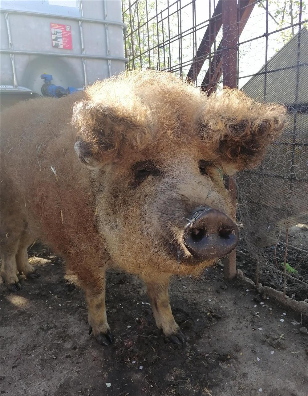 Porc mangalița