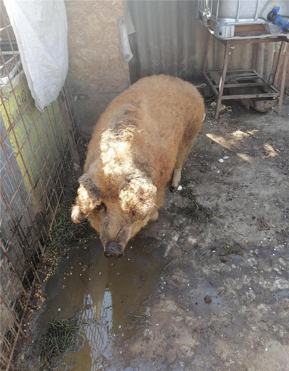 Porc mangalița