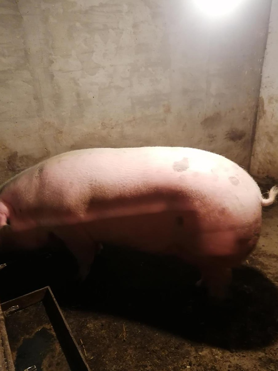 Porc rasa Landras