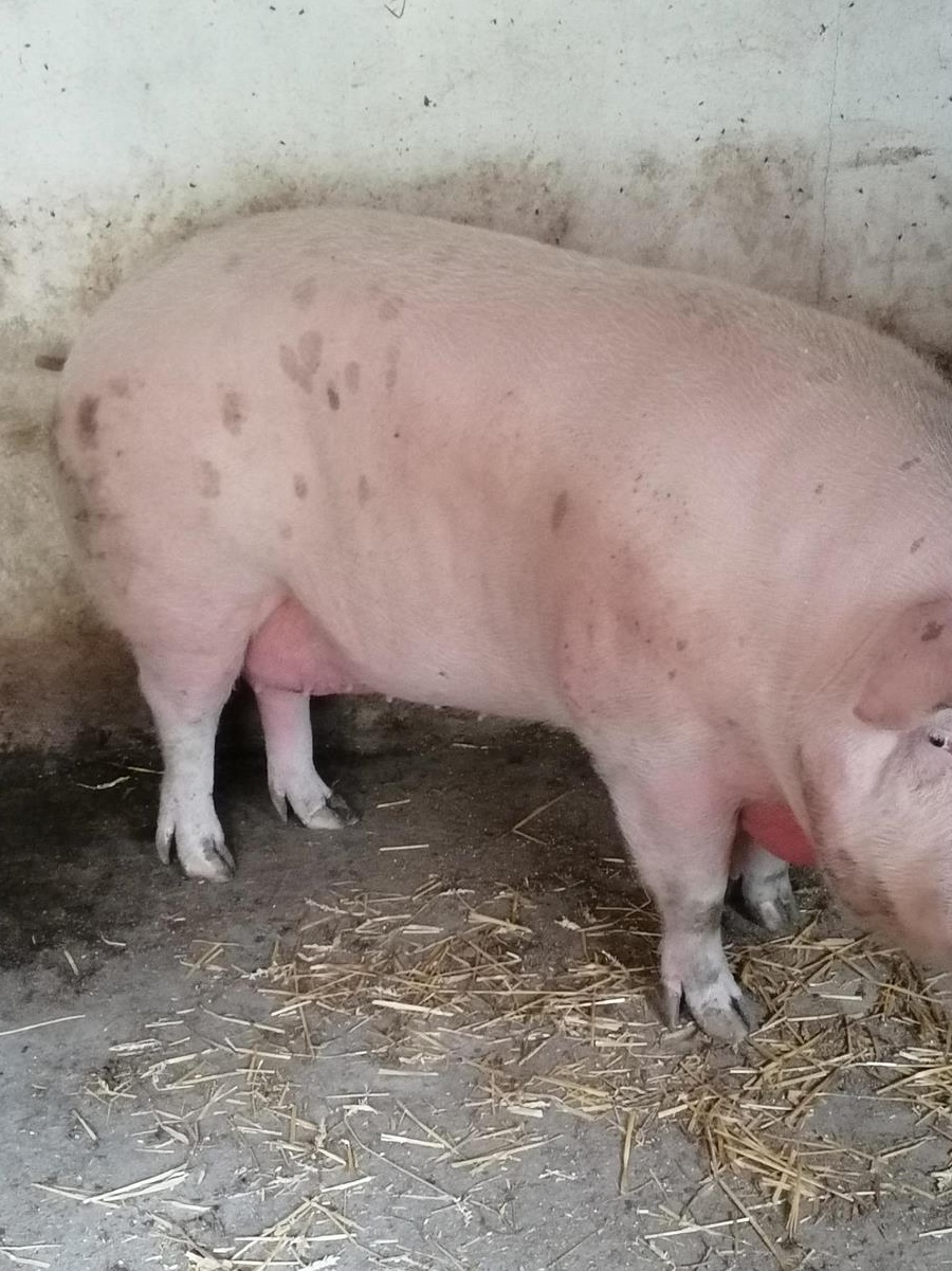 Porc rasa Landras