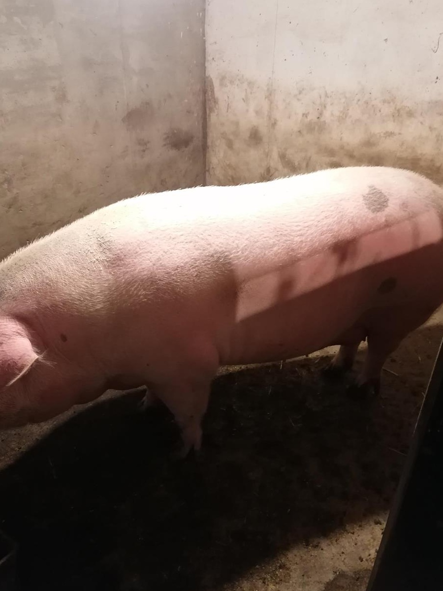 Porc rasa Landras