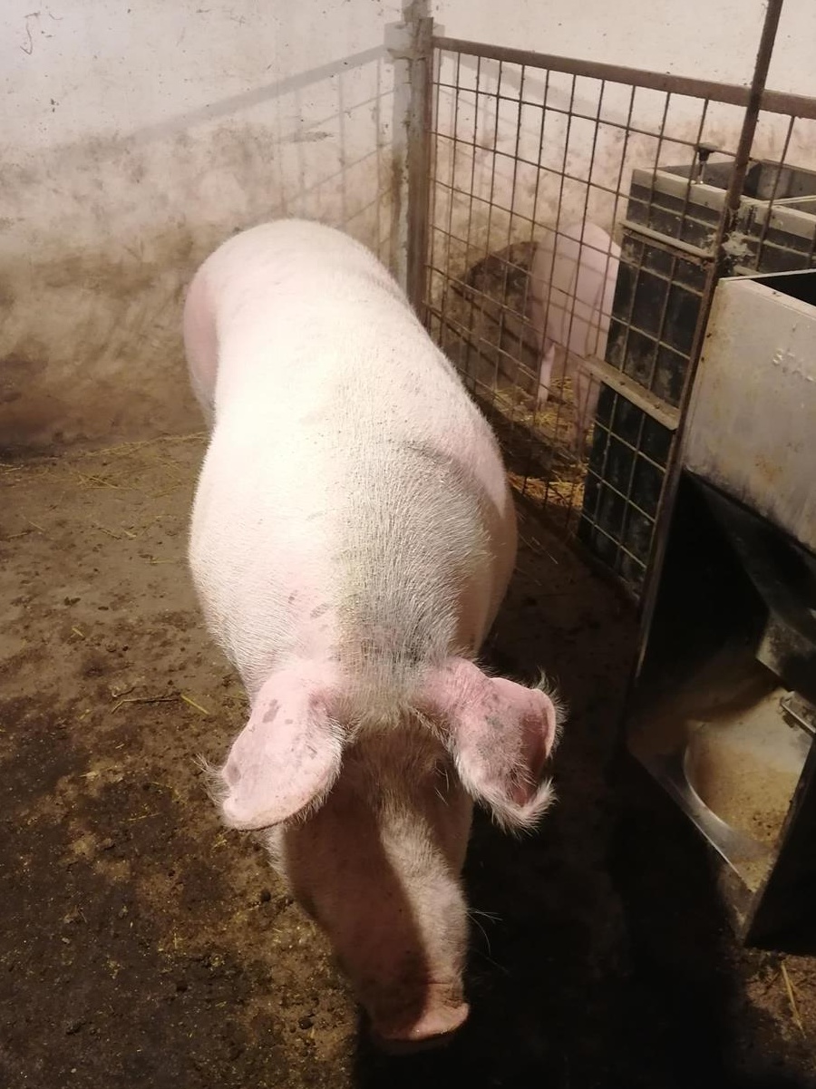 Porc rasa Landras