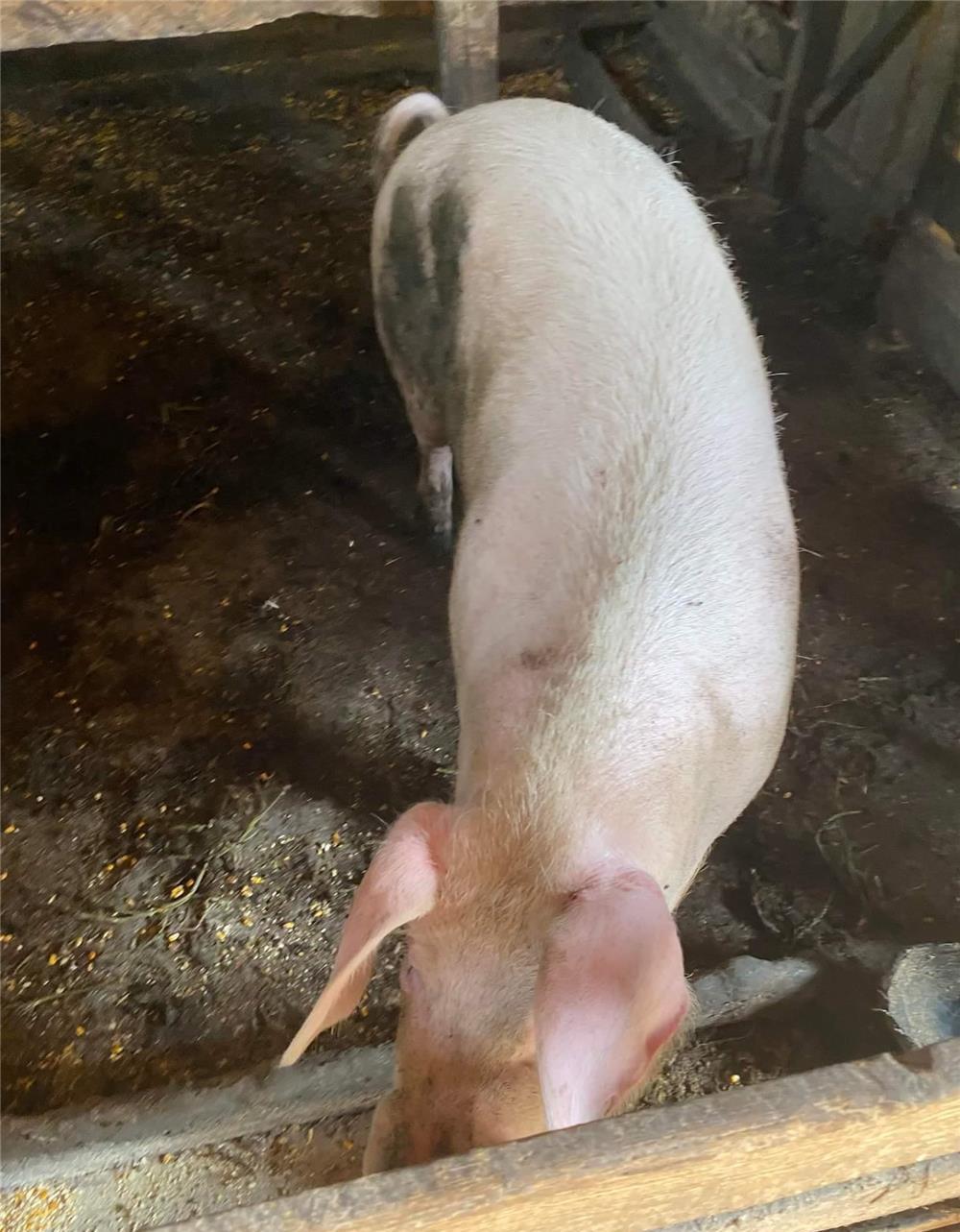 porc vanzare