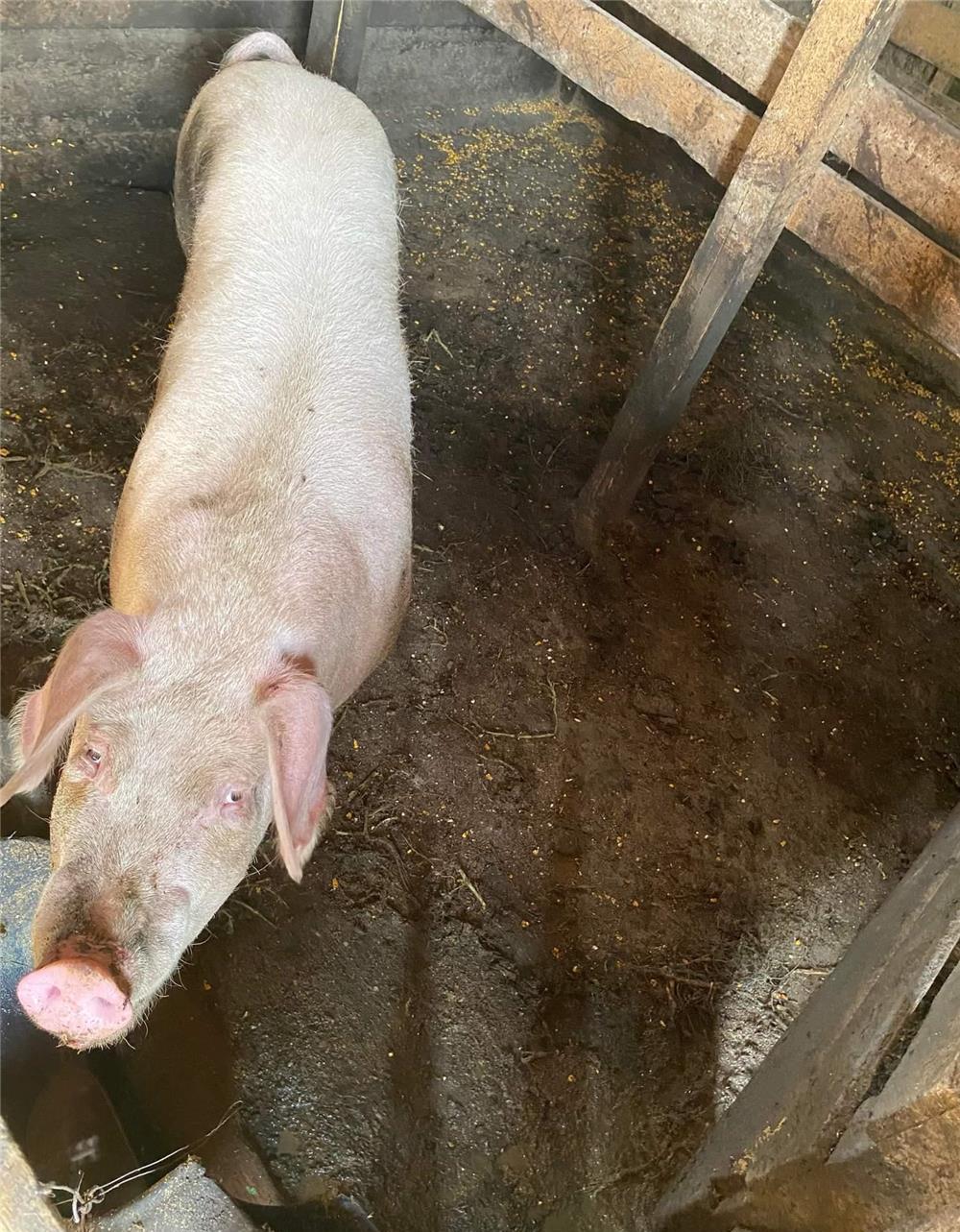 porc vanzare