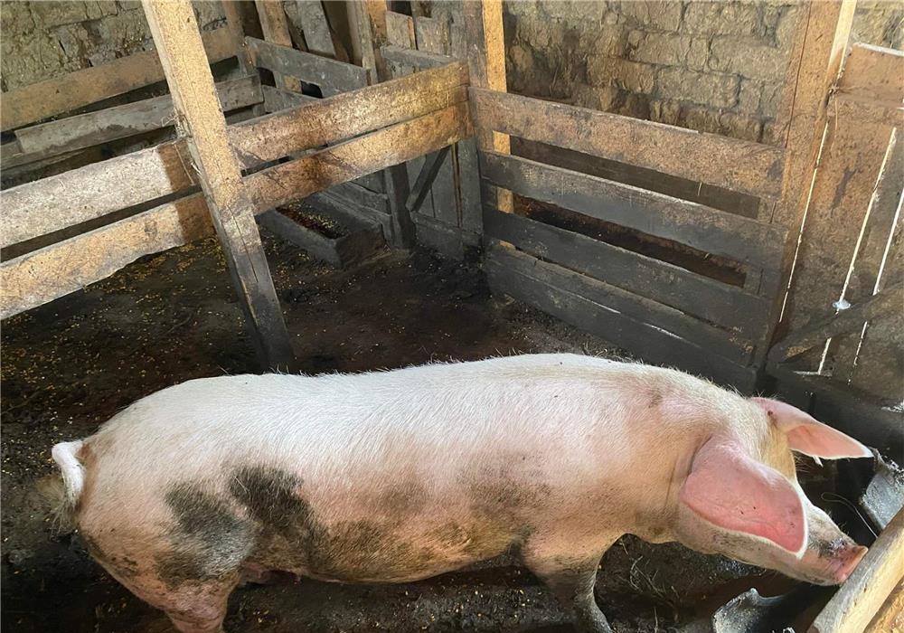 porc vanzare