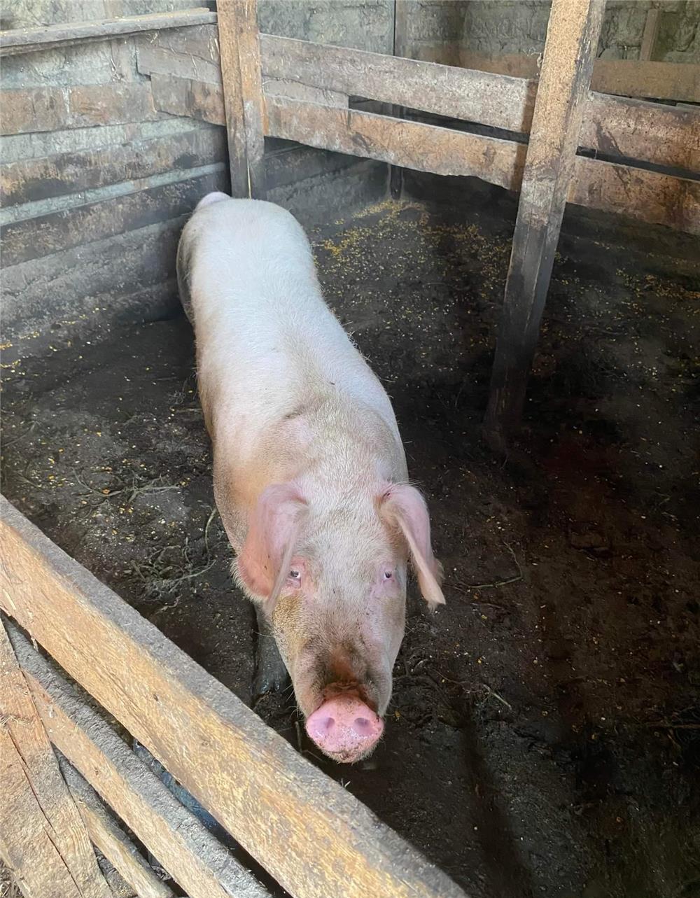 porc vanzare