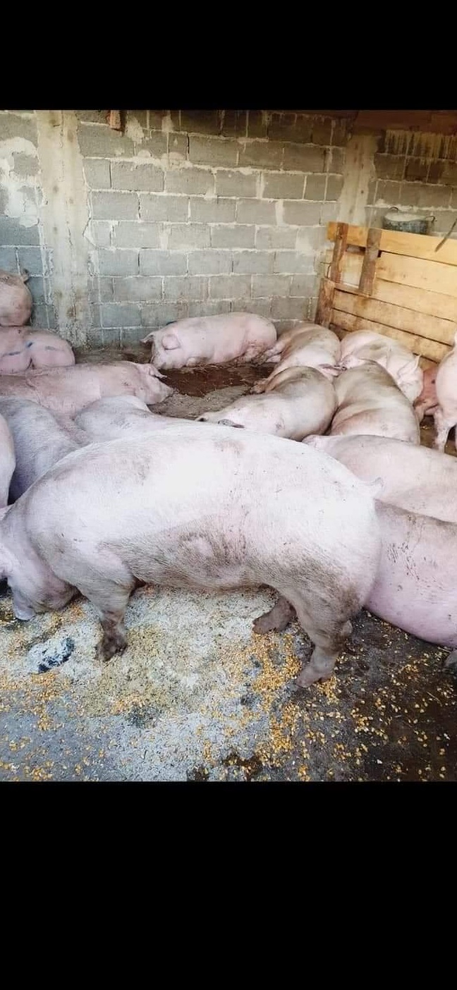 Porci 100-150kg