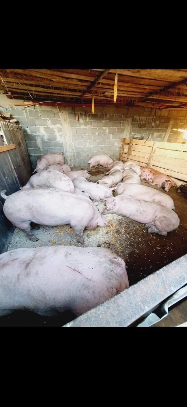Porci 100-150kg
