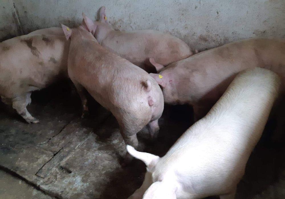 Porci 100-160kg