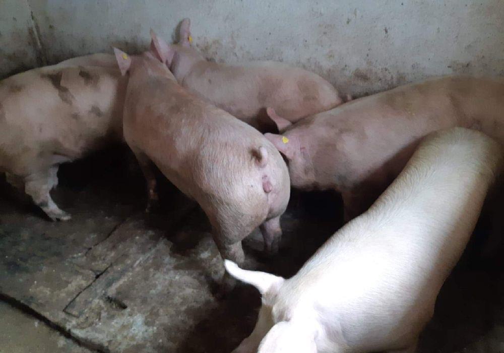 Porci 100-160kg