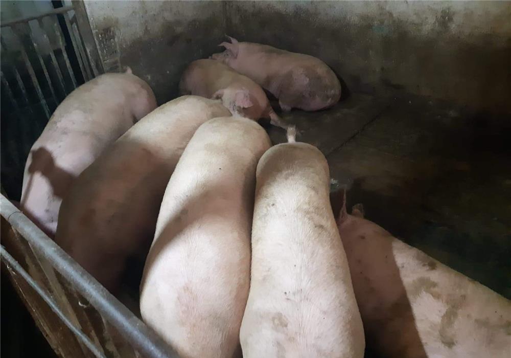 Porci 100-180kg