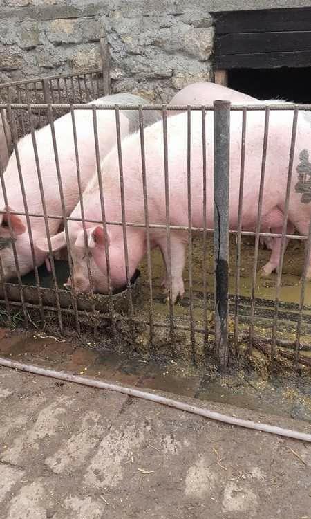 Porci, 12 lei kg