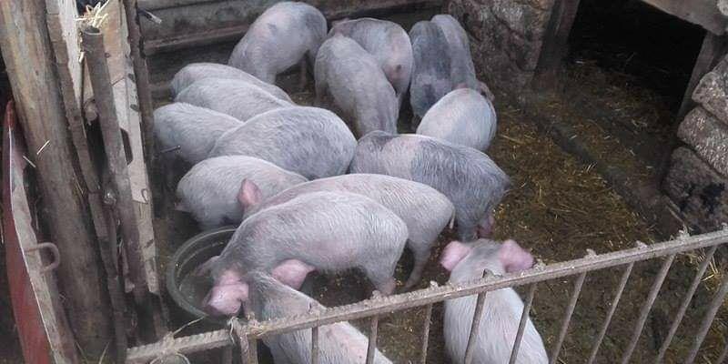 Porci, 12 lei kg