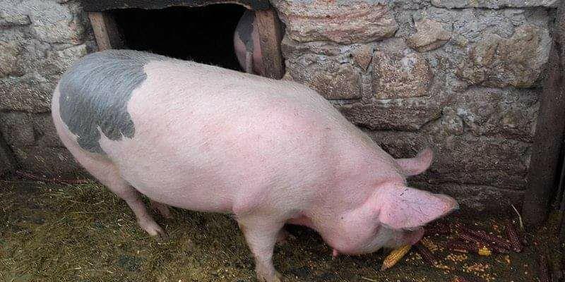Porci, 12 lei kg