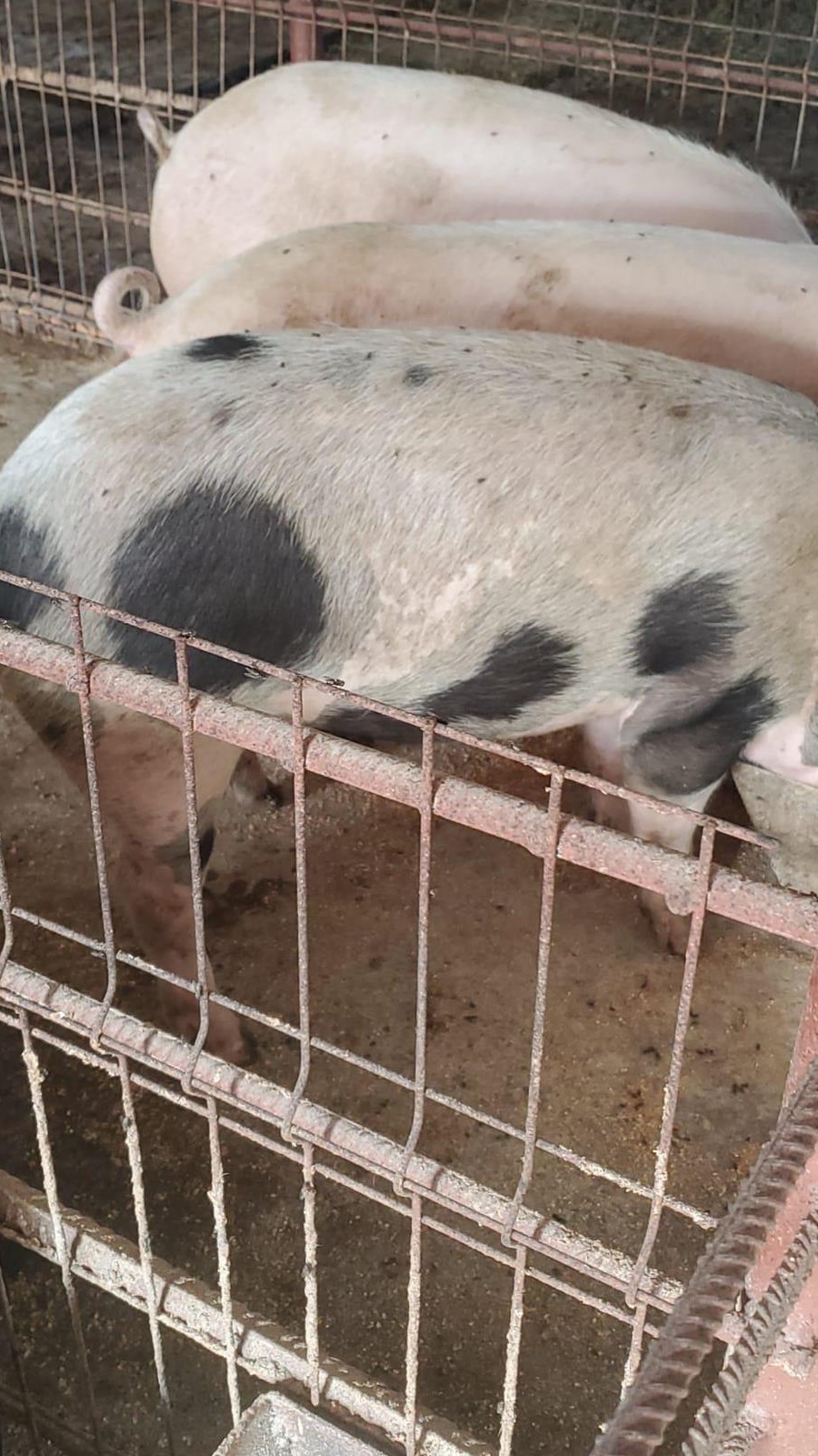 Porci 130-150 kg de vânzare