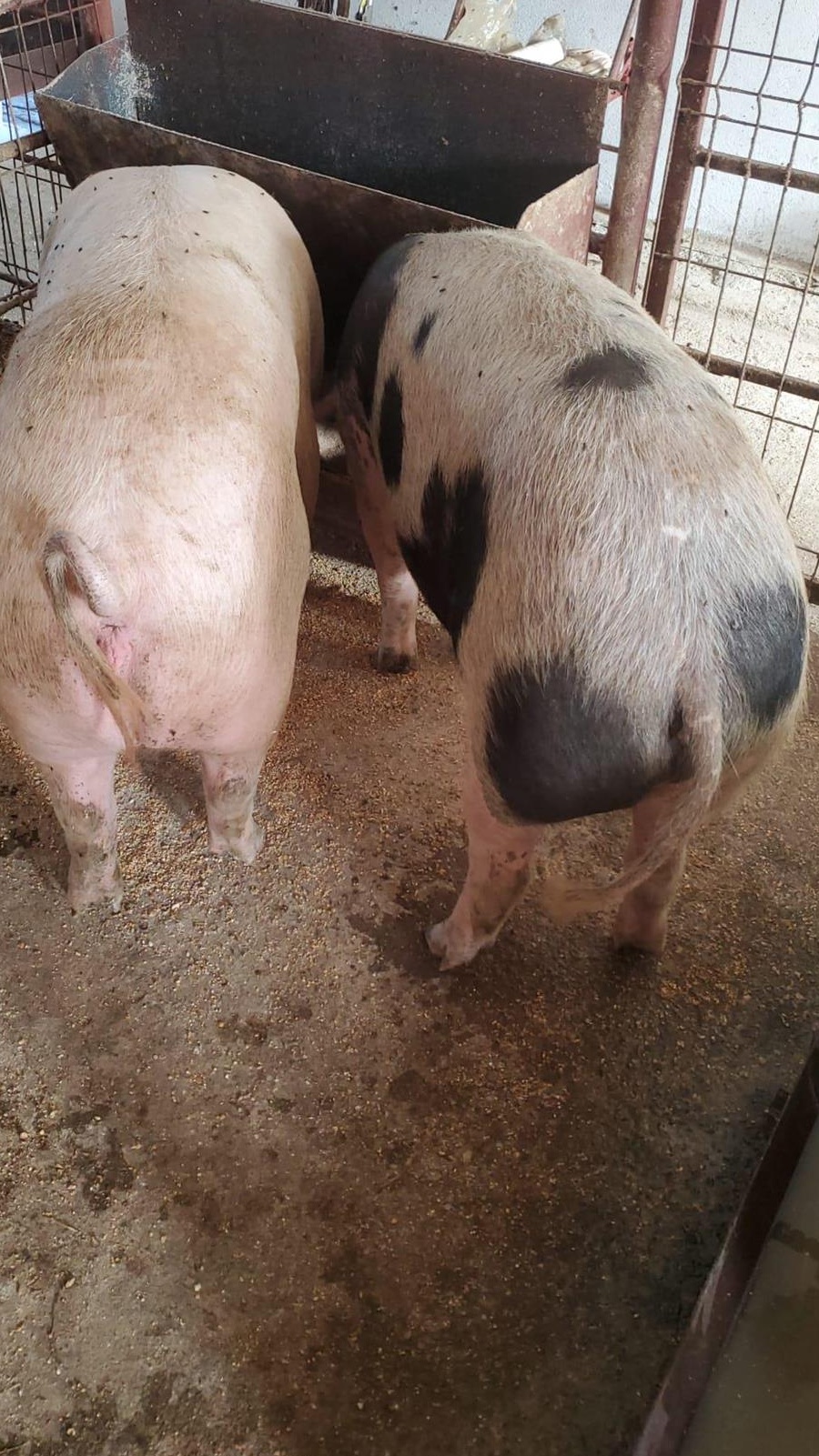 Porci 130-150 kg de vânzare