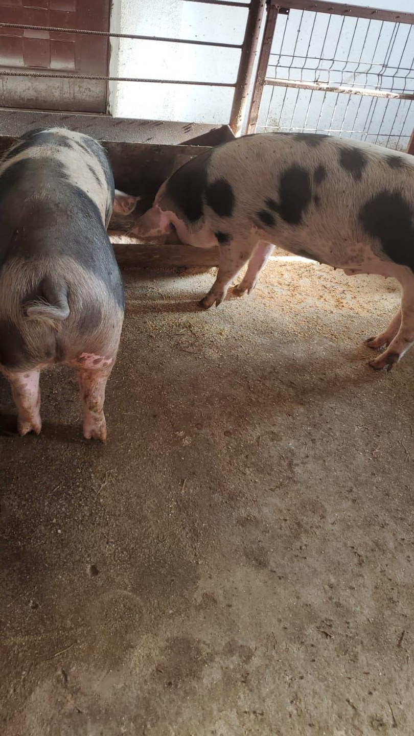 Porci 130-150 kg de vânzare
