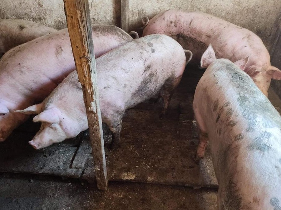 Porci 150-250kg