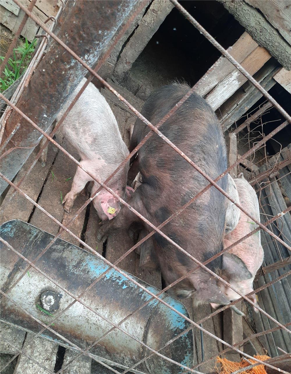 Porci 80-130 kg