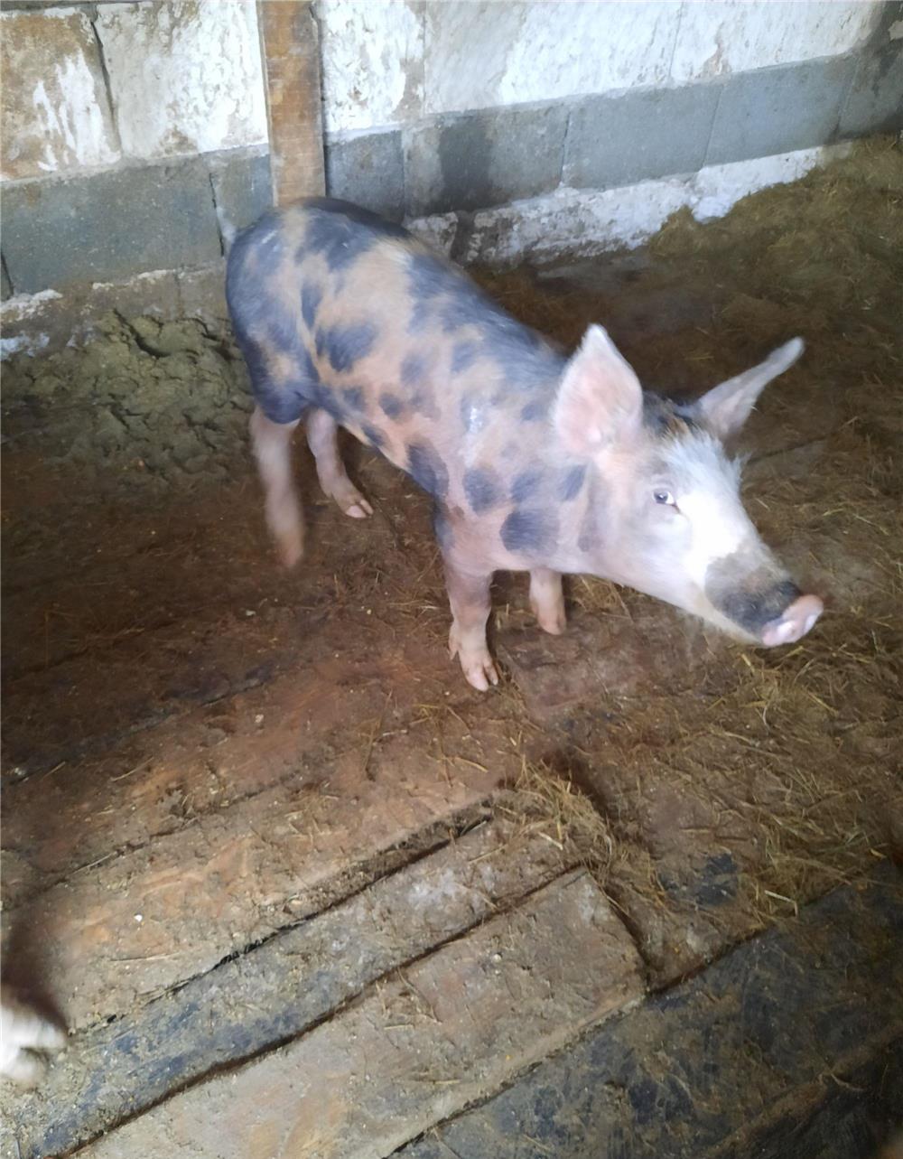 Porci 80-130 kg