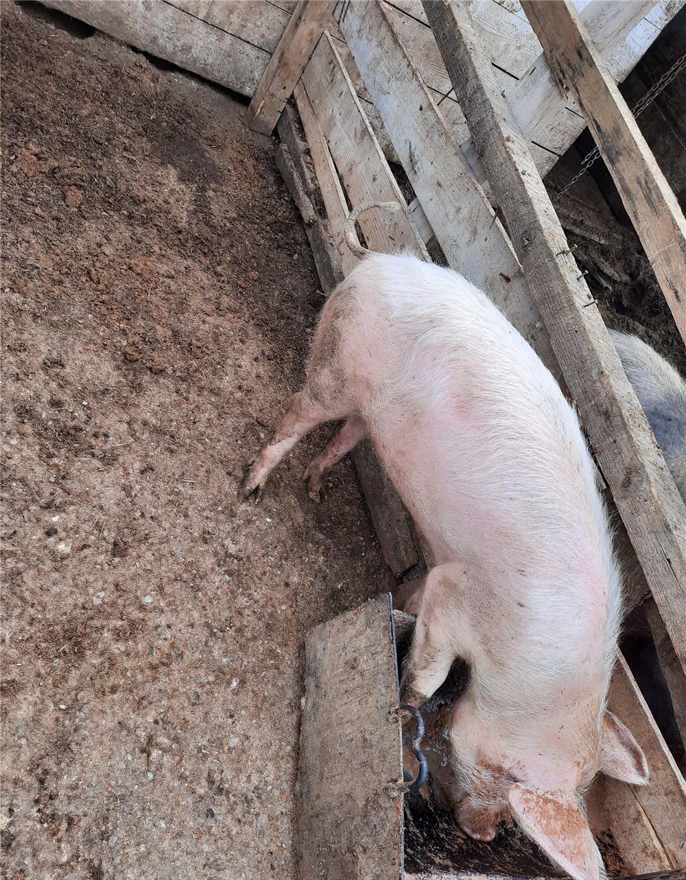 Porci 80-130 kg