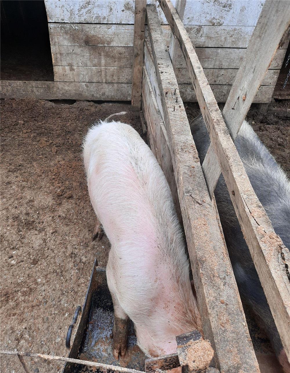 Porci 80-130 kg