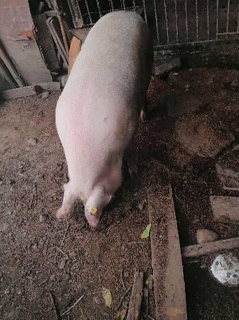 Porci crescuți bio
