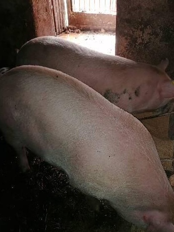 Porci crescuți bio
