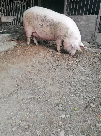 Porci crescuți bio