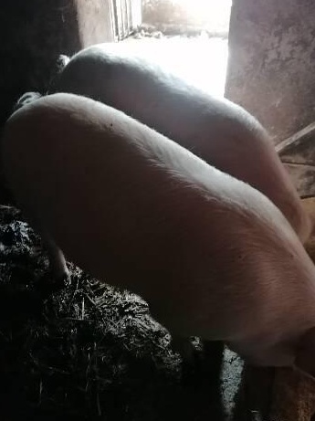 Porci crescuți bio