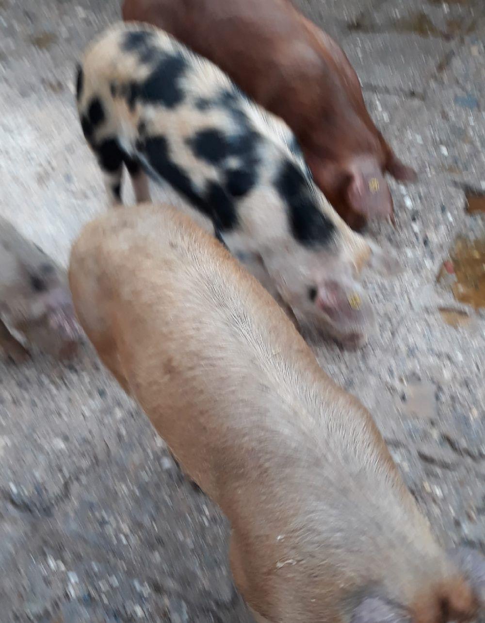 Porci crescuti bio la țară  80-160 kg