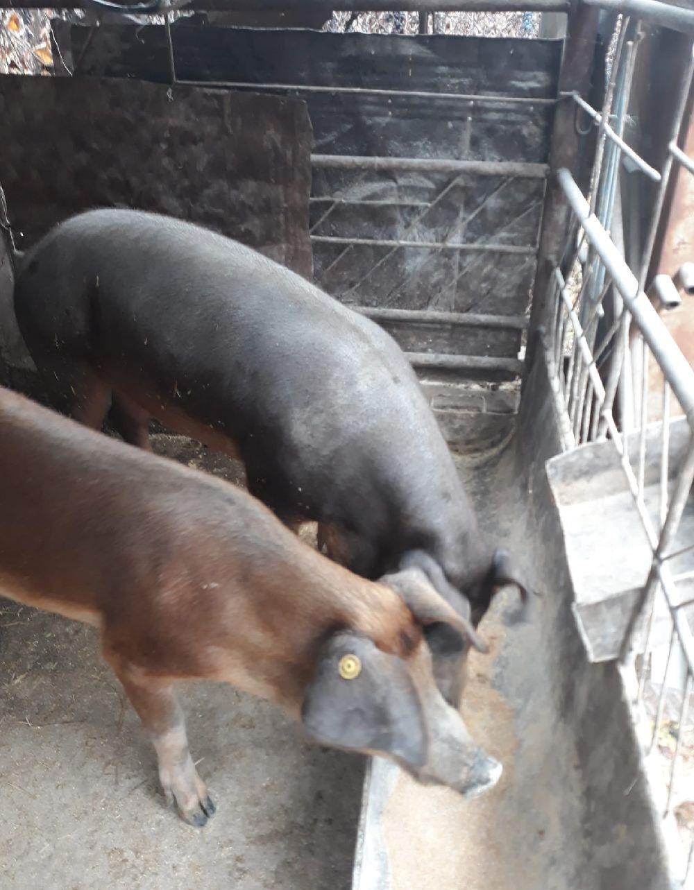 Porci crescuti bio la țară  80-160 kg