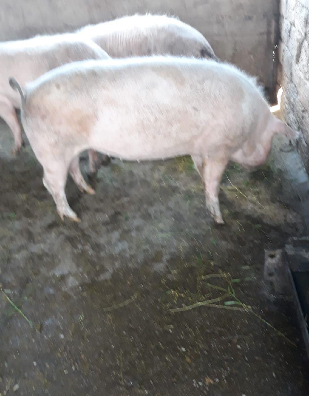 Porci crescuti in gospodarie de țară fara concentrate
