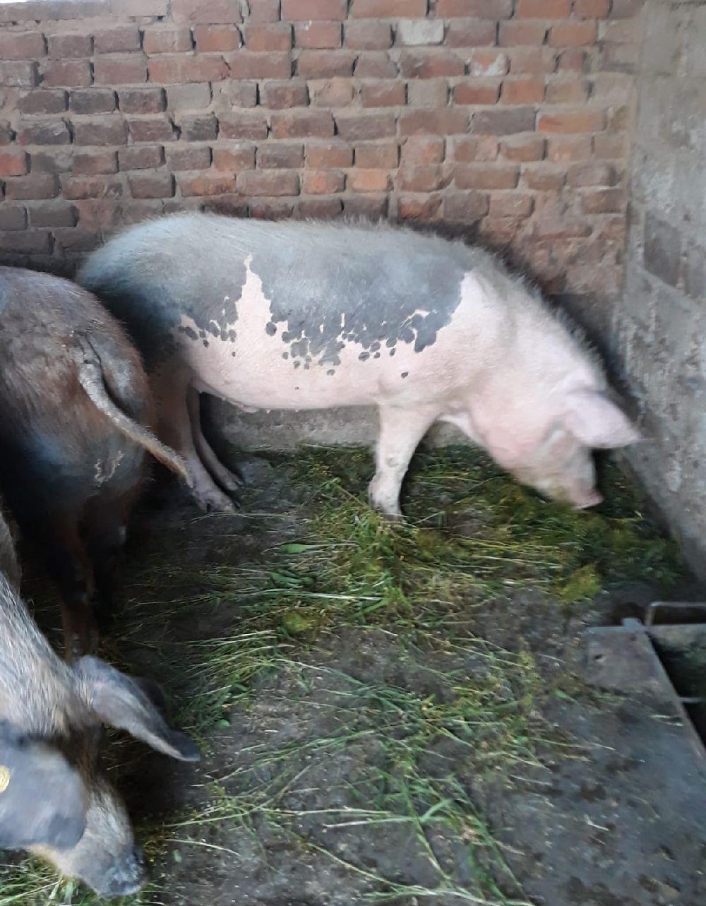 Porci crescuti in gospodarie de țară fara concentrate