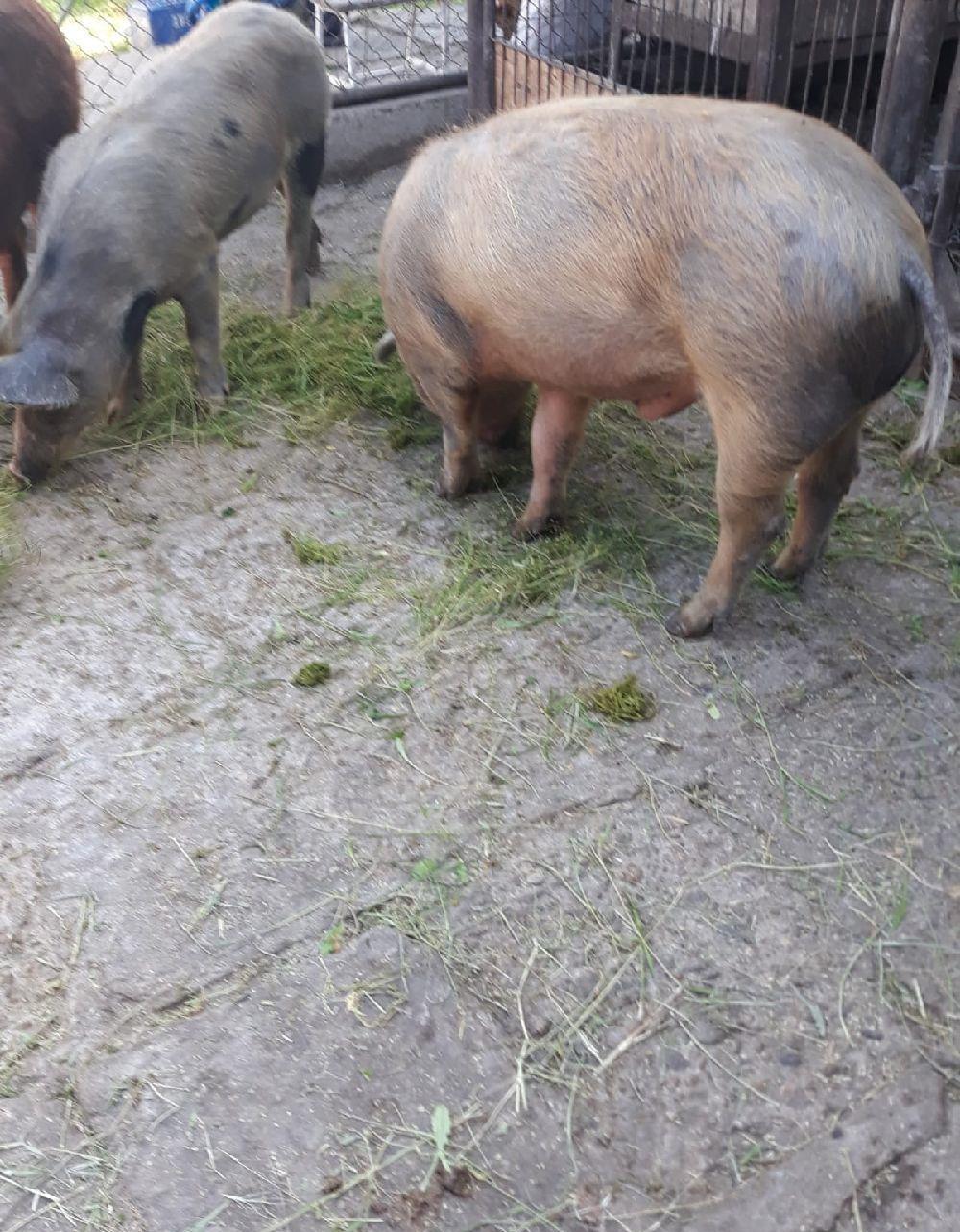 Porci crescuti in gospodarie de țară fara concentrate