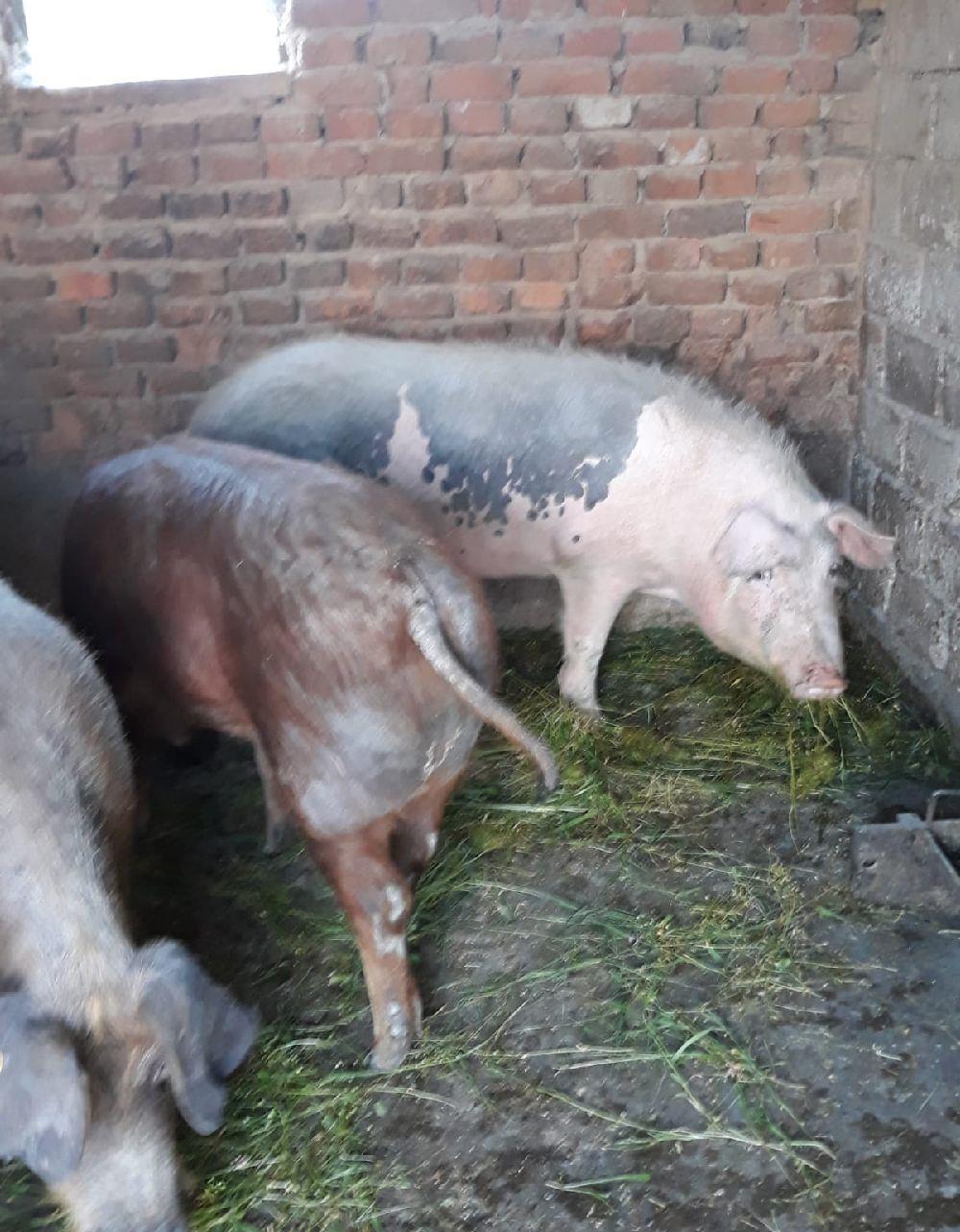 Porci crescuti in gospodarie de țară fara concentrate