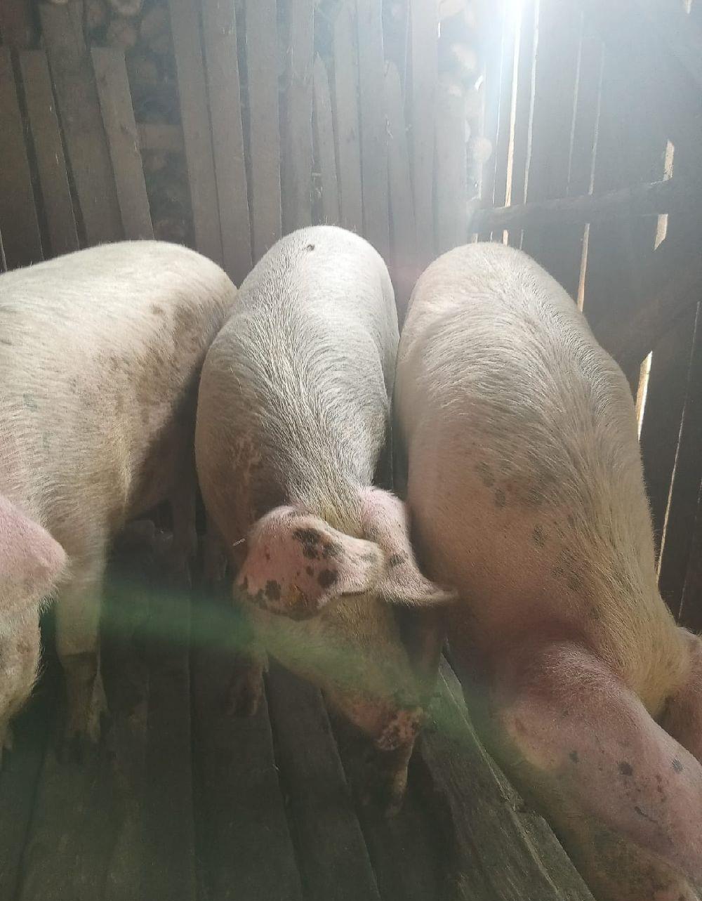 Porci cu greutate de 180-200kg !!!